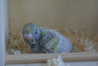 DSC02537.JPG