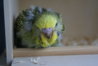 DSC02972.JPG