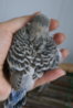 DSC03036.JPG