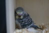 DSC03105.JPG
