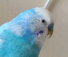 IMG_20200919_152629.jpg