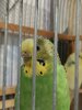 IMG-20201210-WA0001.jpg