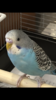 44C179C3-70CD-4EF7-BEAD-942270655715.png