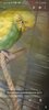 Screenshot_20210207-182241_Gallery.jpg