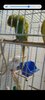 Screenshot_20210207-182309_Gallery.jpg
