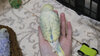 DSCF0115.jpg