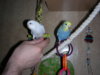 DSCN9443.JPG