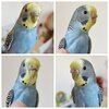 MyParrot.jpg