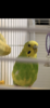 CCA2518C-F168-4458-A231-6E2CE83EC39A.png