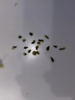 4403C55A-0684-4FE9-89B0-165BFC8D40AB.png