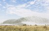 Impressive-sight.-10-000-budgies-at-a-watering-hole-09.jpg