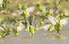 Impressive-sight.-10-000-budgies-at-a-watering-hole-01.jpg