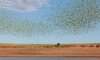 Impressive-sight.-10-000-budgies-at-a-watering-hole-05.jpg