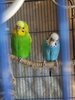 IMG_20200503_201758.jpg