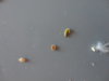 DSC02726.JPG