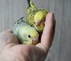 DSC_5821.JPG