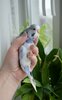 DSC_7806.JPG