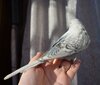 DSC_7887.JPG