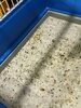 помет.jpg