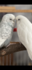 9848F931-9A12-462D-A4B7-73E9191359B5.png