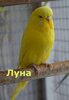 Луна.JPG