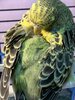 IMG_0919.jpeg