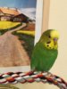 image.jpeg