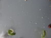 DSC02772.JPG