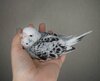 DSC_1742.JPG
