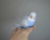 DSC_2937.JPG