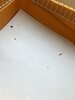 IMG_8893.jpeg