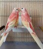 IMG_20241008_201703.jpg
