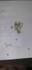 IMG-20241127-WA0001.jpg