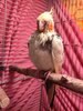 IMG_20241218_185231.jpg