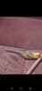 Screenshot_20250208-040643.jpg