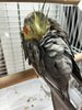 IMG_4254.jpeg