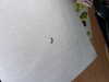 IMG_7287.jpeg
