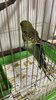 IMG_0802.jpeg