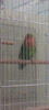 20250404_211043.gif