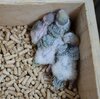 DSC_7766.JPG