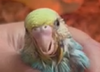 upload_2025-5-31_12-33-18.png