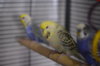 DSC_0522.JPG