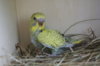 DSC04595.JPG
