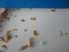 DSC02819.JPG