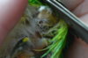 CSC_0967.JPG