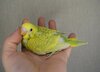 DSC_9128.JPG