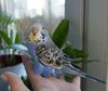 DSC_9532.JPG