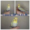 Самец, ДР 16.03.jpg