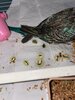 IMG_2935.jpeg