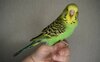 DSC_2911.JPG